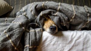 9 Silent Ways a Dog Tells You Your Relationship Is Making Them Sad