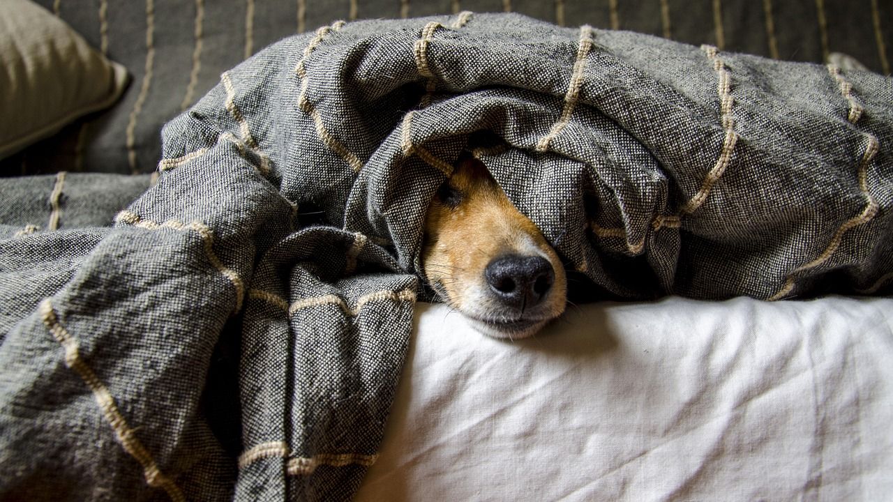 9 Silent Ways a Dog Tells You Your Relationship Is Making Them Sad
