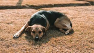 If You're a Senior Dog Owner Never Ignore These 8 Signs From Your Pet