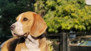 9 Breeds That Bond So Deeply They Literally Sync Their Heartbeat With Yours