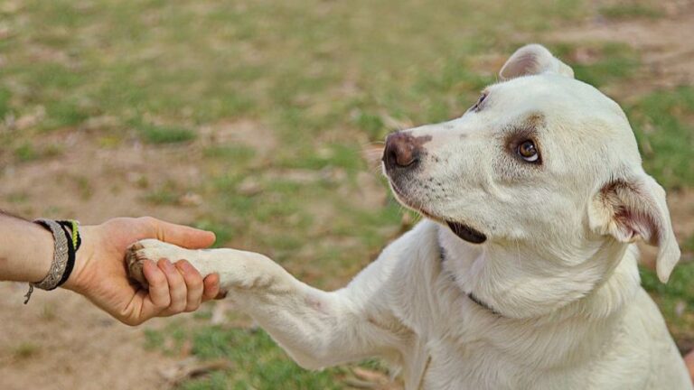 Dog Psychology Says Pawing Is Often a Request for Connection Rather Than Dominance