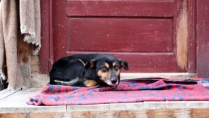Animal Science Says Dogs Who Sleep Near Doorways May Be Balancing Security And Rest
