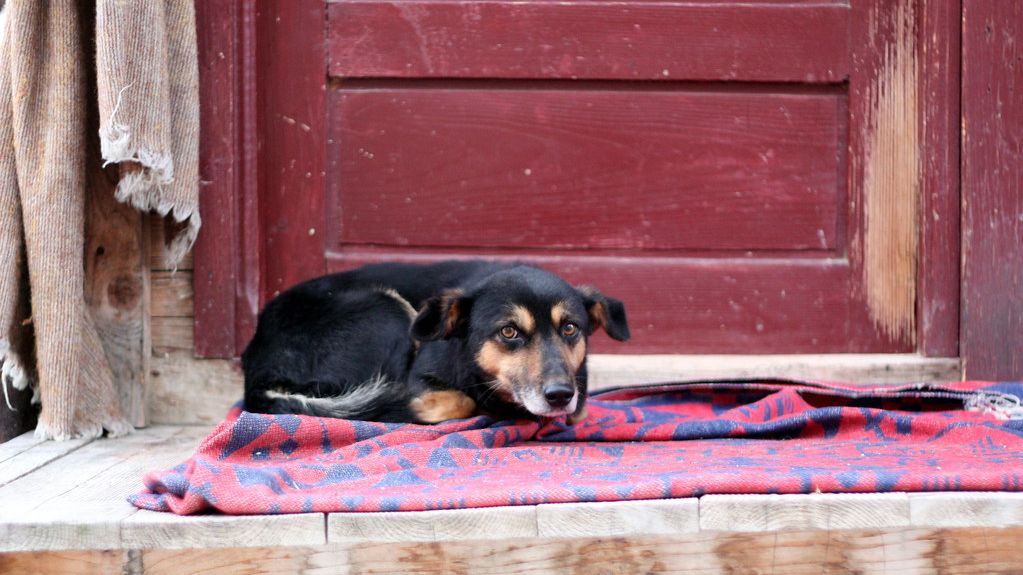 Animal Science Says Dogs Who Sleep Near Doorways May Be Balancing Security And Rest