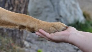 What Your Dog Is Actually Saying When They Gently Place Their Paw On Your Arm
