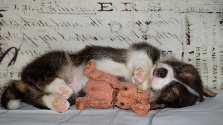 Animal Psychology Says Dogs Often Bring Their Favorite Toys to Bed Because They Associate Them With Safety