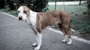 9 Ways Your Dog Physically Changes When They're About to Become Terminally Ill