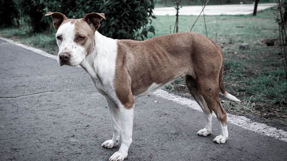 9 Ways Your Dog Physically Changes When They're About to Become Terminally Ill