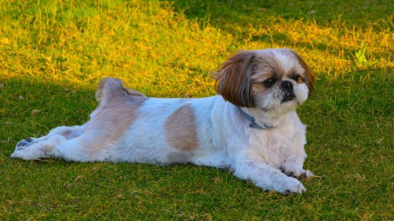 5 Small Dog Breeds That Are Perfectly Matched for Seniors Living Alone