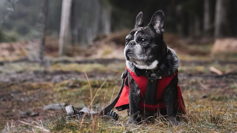 French Bulldog Finds Lasting Comfort After Years Without Affection