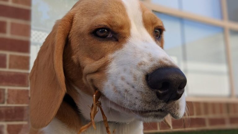 The Dog Personality Each Zodiac Sign Secretly Attracts Into Their Life