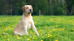 The 6 Dog Breeds That Are Living Proof Angels Come in Animal Form