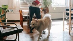 Canine Psychology Says Dogs Who Circle Before Lying Down Are Following Ancient Comfort Instincts