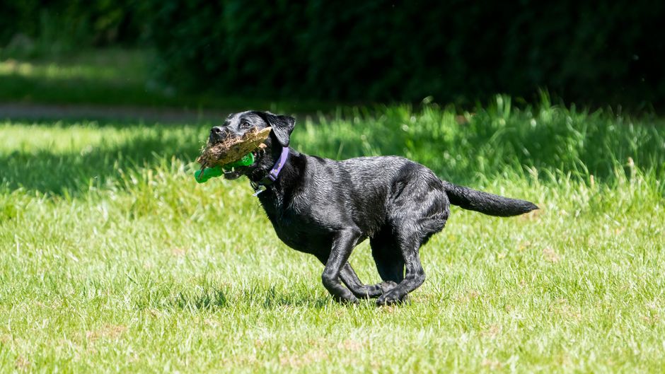 Canine Psychology Says Dogs Who Bring You Random Objects Are Trying to Include You in Their World