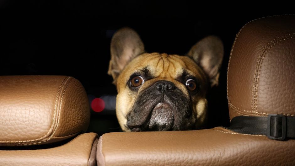 Why Your Dog Cries at 3am - And What It's Really Trying to Tell You