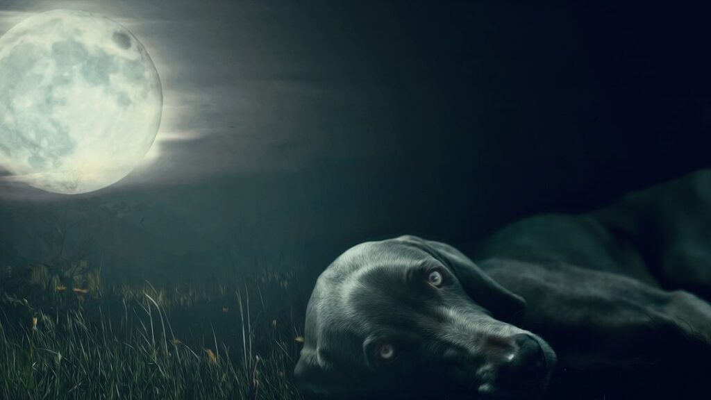10 Reasons Your Dog Acts Weird During a Full Moon - And What the Science Actually Says