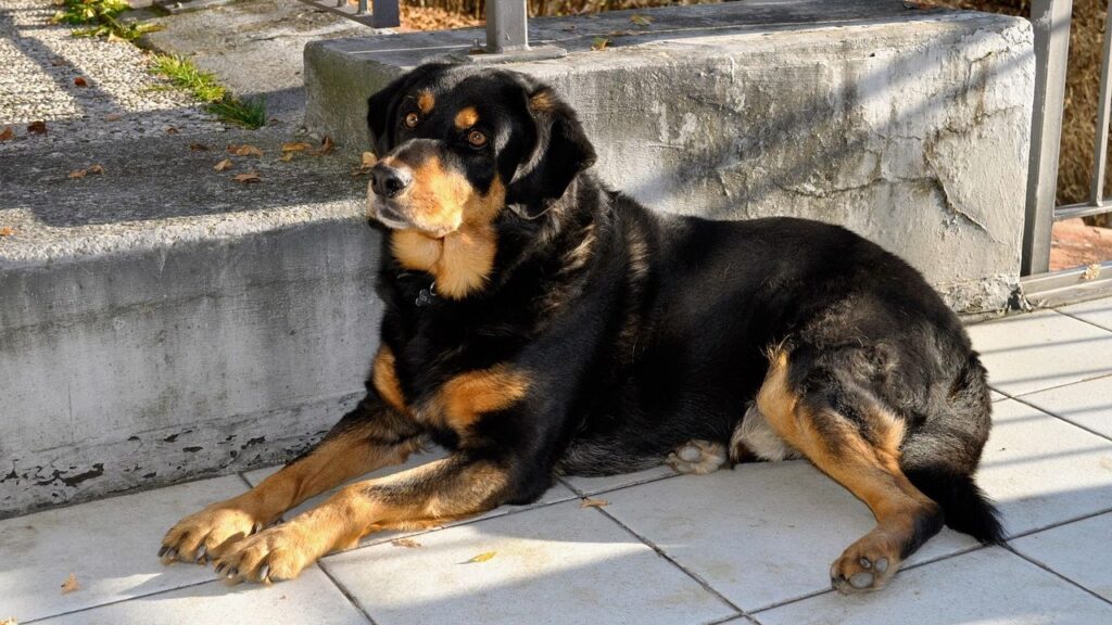 The Dog Breed Your Zodiac Sign Was Always Meant to Own