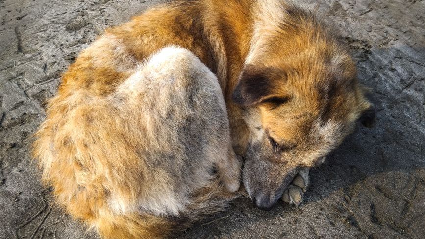 Why Dogs Circle Before Lying Down