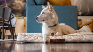Canine Instincts Guide Dogs to Seek Safety in Their Final Moments