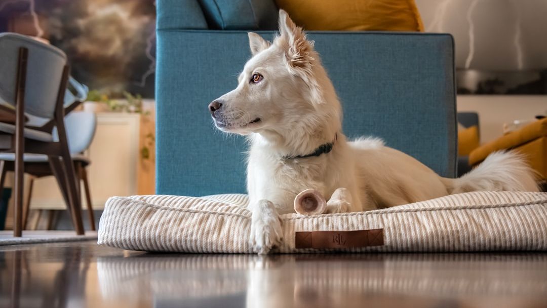 Canine Instincts Guide Dogs to Seek Safety in Their Final Moments