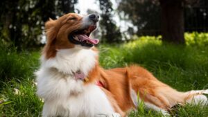 What It Actually Means When Your Dog Sighs Deeply While Lying Next to You