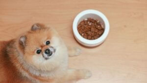 7 Things Your Dog Does Only When They Know You're About to Leave Forever
