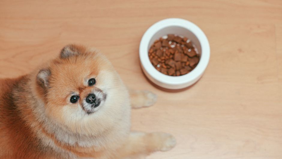 7 Things Your Dog Does Only When They Know You're About to Leave Forever