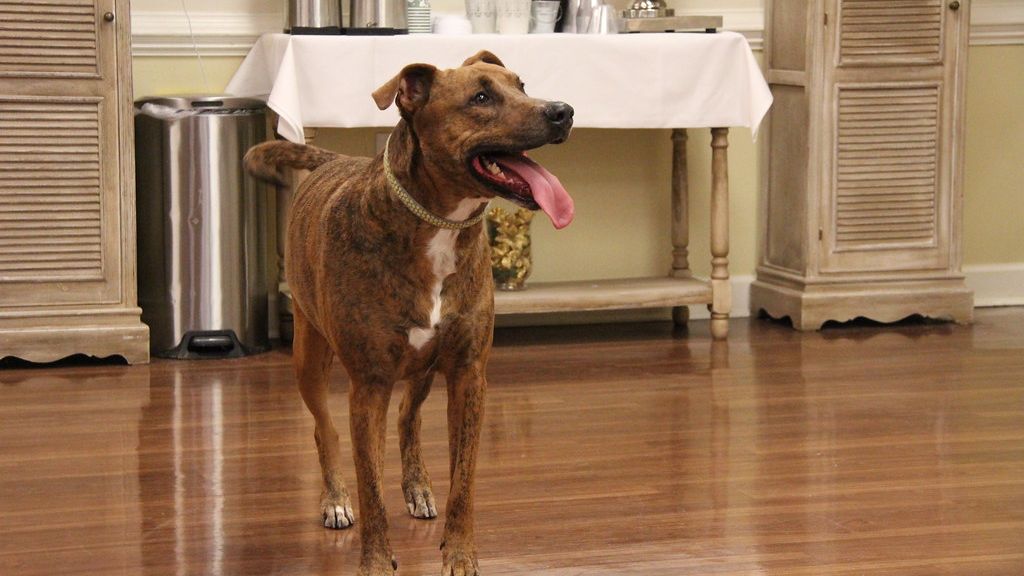 If Your Dog Suddenly Stops Greeting You at the Door, Animal Behaviorists Say It's a Warning Sign You Shouldn't Ignore