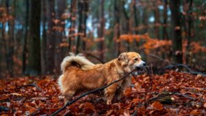 The Heartbreaking Thing Dogs Do in Their Final Days That Most Owners Never Notice Until It's Too Late