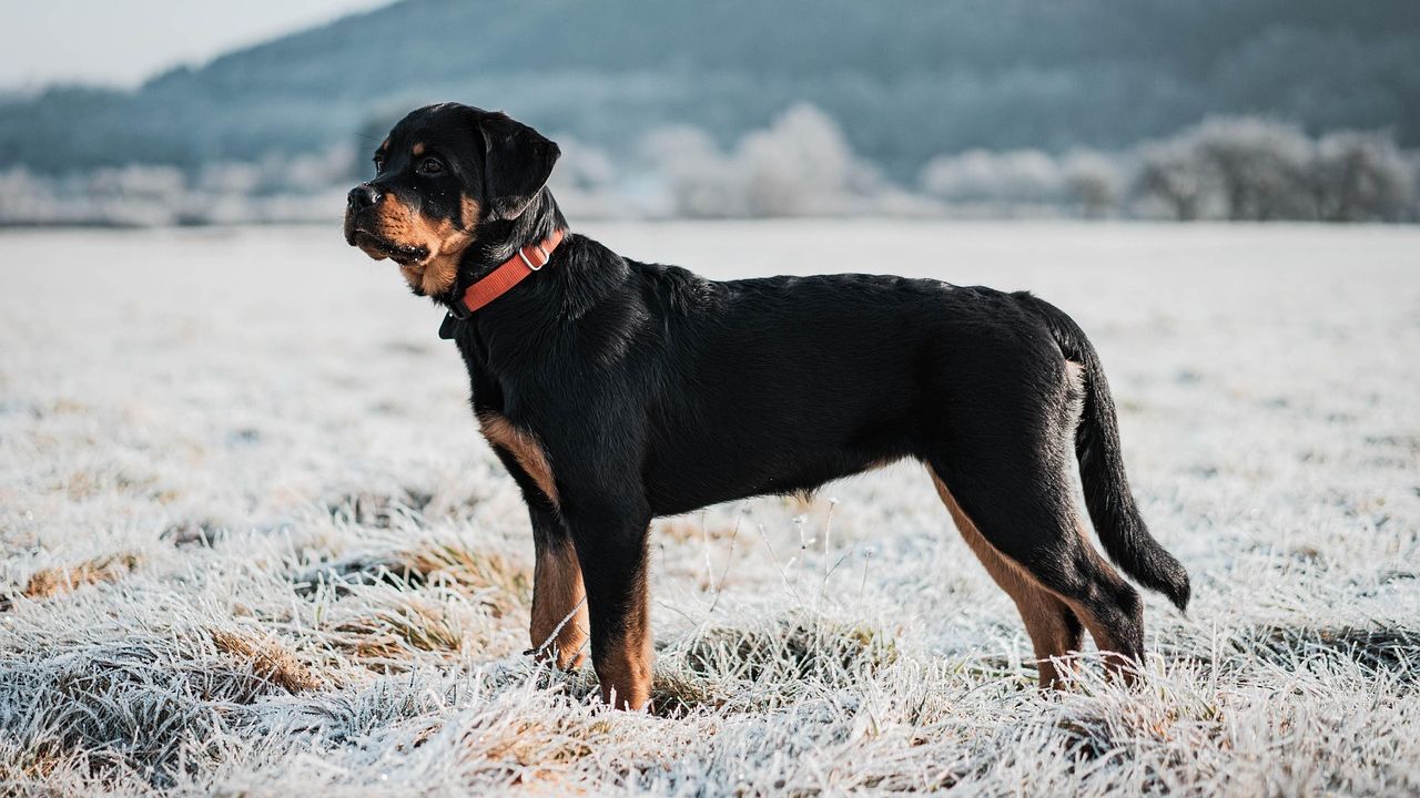 The Dog Breed That Matches the Version of Yourself Your Zodiac Sign Is Still Becoming