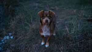 Why Your Dog Stares at the Corner of the Room at Night - Experts Weigh In