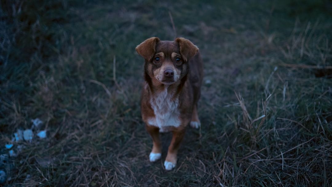 Why Your Dog Stares at the Corner of the Room at Night - Experts Weigh In