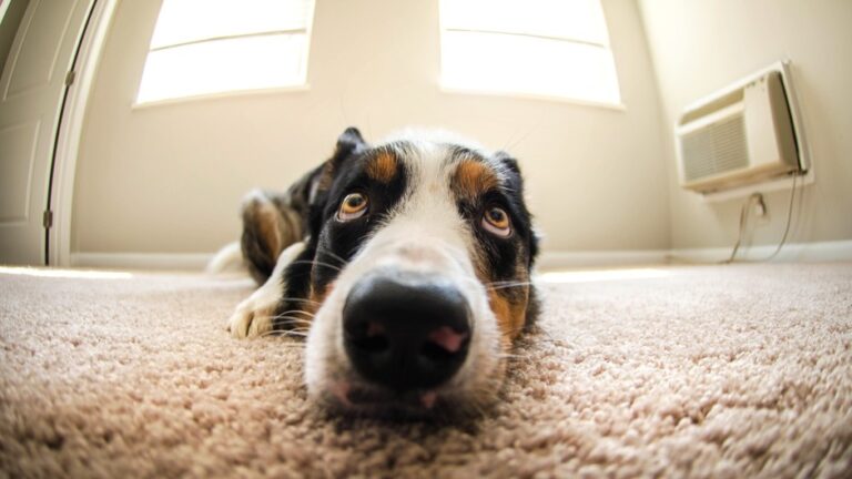 11 Things Dogs Do When They Sense a Dark Energy Has Entered Your Home