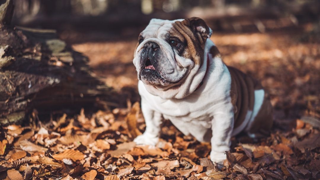 9 Dog Breeds That Have Saved Their Owners From Suicide According to Survivors