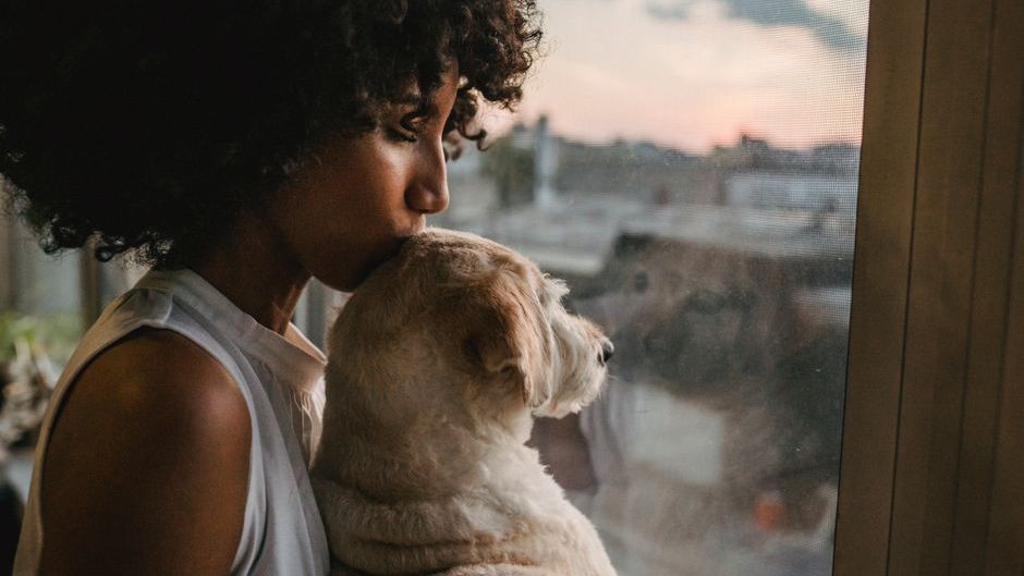 The Heartbreaking Reason Some Dogs Wait at the Window Long After Their Owner Has Left for Work