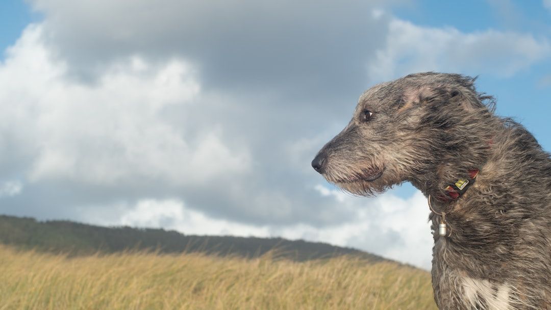 8 Sounds That Make Dogs Feel Instantly Unsafe Even in Their Own Home