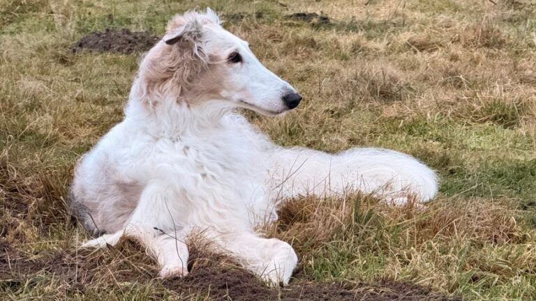 Which Dog Breed Would Choose YOU Based on Your Zodiac Sign - Not the Other Way Around