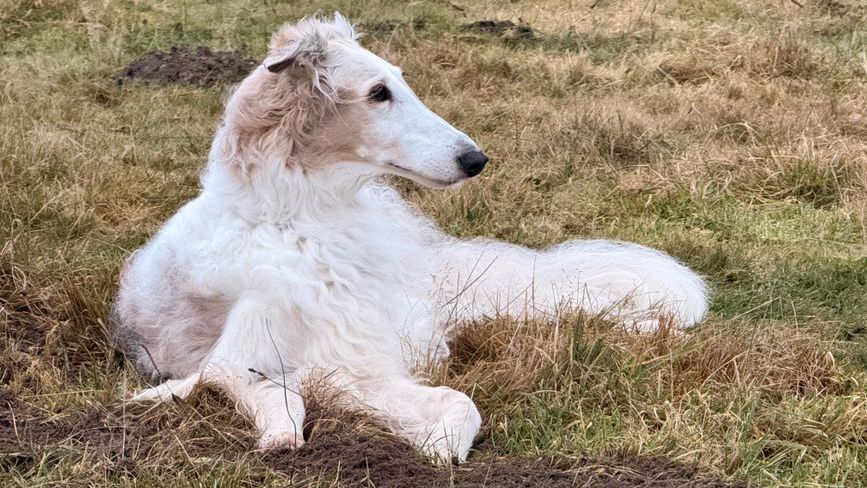 Which Dog Breed Would Choose YOU Based on Your Zodiac Sign - Not the Other Way Around