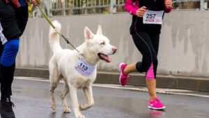 Canine Psychology: The Critical Role of Boundaries and Structure in Preventing Chronic Anxiety