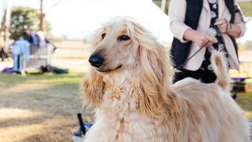 Ever wondered if the stars could guide you to your perfect canine companion?
