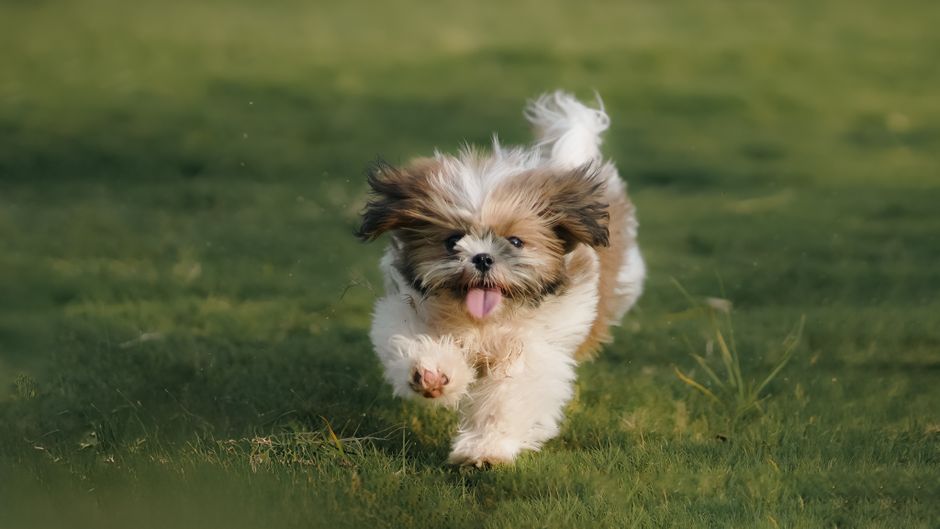The 7 Most Gentle Dog Breeds Perfect for Anyone Over 55