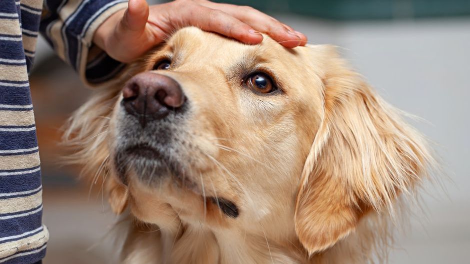 The 8 Most Emotionally Intelligent Dog Breeds That Almost Feel Human