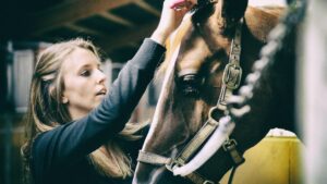 Why Grooming Your Horse Is the Key to Bonding
