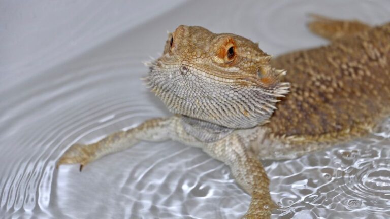 8 Ways to Keep Your Reptile Hydrated and Happy