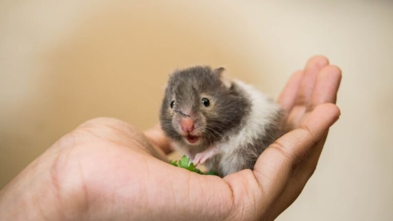 How to Bond with Your Hamster Without Scaring Them