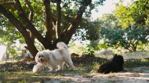 How to Keep Your Dog Cool in Texas Summers
