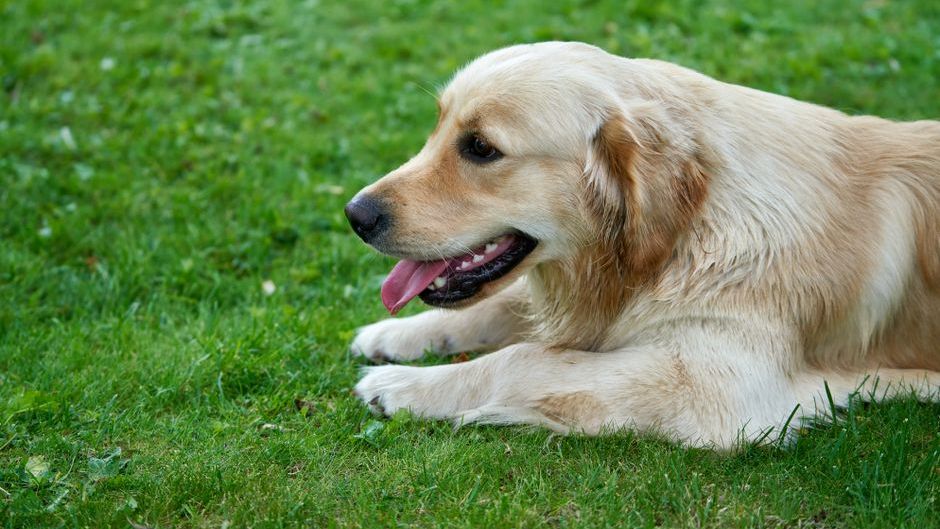 7 Dog Breeds You’ll Wish You Adopted Sooner