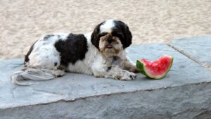 8 Human Foods Your Dog Will Eat Once and Remember With Pure Joy Forever