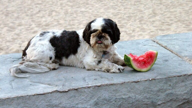 8 Human Foods Your Dog Will Eat Once and Remember With Pure Joy Forever