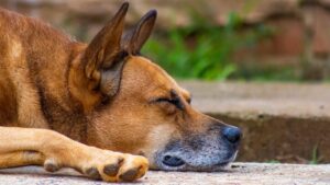 The One Behavior Change in Your Dog That Means They're Losing Their Will to Live