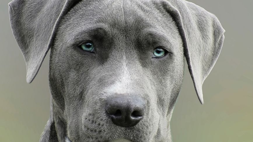 9 Things Your Dog Notices About New People in Your Home Before You Even Speak
